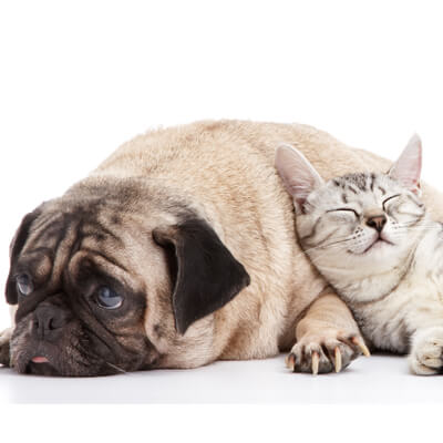 Pug and Cat cuddling