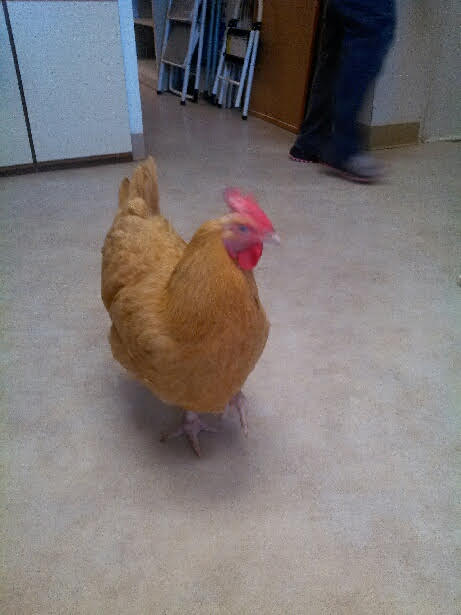 Nutmeg the Chicken